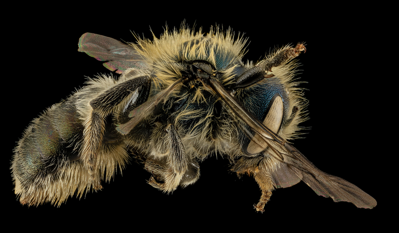 Illustration for article titled Close-Up Bee Portraits Are A Glimpse Into A Gorgeously Weird World